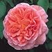 Abraham Darby English Rose Potted Five Gallon Plant