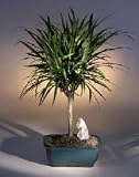 Areca Palm Bonsai Tree.(chrysalidocarpus lutescens)