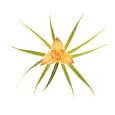 Monocot Liliaceae by joSon. Art Print Poster 20 inches width by 20 inches height. Highest Quality Art Poster Print