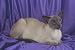 12X16 inch Top 100 Pedigree Cat Canvas Art Siamese,blue point