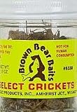 Magic Products Preserved Crickets Fish Bait Jar