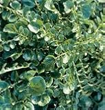 Cress Upland Cress 325 Seeds per Packet