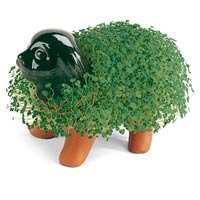 Childrens Toyshop  Outdoor Living : Chia Pet Handmade Decorative Planter, Puppy, 1 Kit