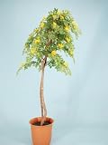 光触媒 観葉植物 アカシア 175cm