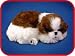 Perfect Petzzz Shih Tzu