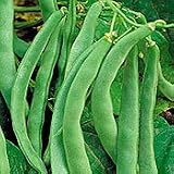 Organic Bountiful Stringless Bush Bean - 100 Seeds
