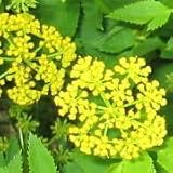 Zizia aptera (Heart-leaf Golden Alexanders) - Bulk Wildflower Seeds