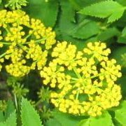 Zizia aptera (Heart-leaf Golden Alexanders) - Bulk Wildflower Seeds