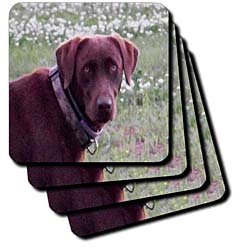 Chocolate Lab Oil Painting - Set Of 4 Coasters