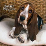 Basset Hounds 2008 Square Wall
