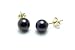 AugustinaJewelry AAA Quality Round 5.5-6mm Akoya SaltWater cultured Black Pearl Earrings with 14K Yellow Gold Mount