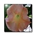 Macros Angel Trumpet An Orange Flower - 6 Inch Ceramic Tile