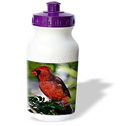 Birds - Cardinal Bird - Water Bottles by