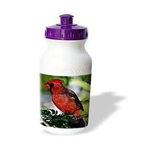 Birds - Cardinal Bird - Water Bottles by 