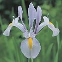 Dutch Iris Bulbs Carmen