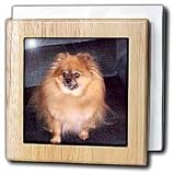 Dogs Pomeranian - Pomeranian Dog - Tile Napkin Holders
