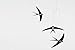 Flying Swallows Mobile