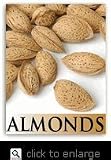 NePlus Almond Tree Five Gallon