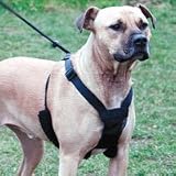 Non-Pulling Mesh Harness - Black - Medium -12 to 17 in.
