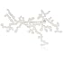 Nervous System Dendrite Stainle
