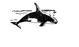 Orca Whale