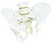 3B Scientific A60 Male Pelvic Skeleton - 3B Smart Anatomy