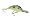 Chart. Sexy Shad
