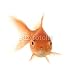 Wallmonkeys Peel and Stick Wall Decals - Goldfish in Front of a White Background - Removable Graphic
