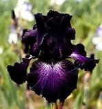 'Baltic Star' Bearded Iris Perennial-Potted-Deep Purple