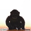 Webkinz Gorilla