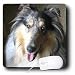 Dogs Rough Collie - Rough Collie - Mouse Pads