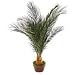 Preserved Palm Tree with Clay Pot (Green) (24