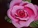 Pink Rose bar flower