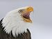 Bald Eagle Screaming, Homer, Alaska, USA Photographic Poster Print by Arthur Morris, 32x24