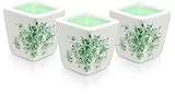 White Jasmine by Woods of Windsor