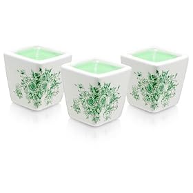 White Jasmine by Woods of Windsor