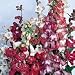 SUTTONS SEEDS: Penstemon Beloved Bells Mix Seeds (650 seeds)