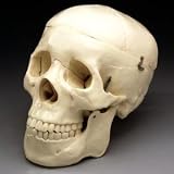 Budget Life-Size Skull with Removable Teeth (CS20)