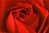 L Important c est la Rose College Poster Print, 36x24