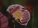 A Bee Carrying Pollen Hovers over a Pink Mallow Flower Animal Photographic Poster Print by Stephen St. John, 18x24