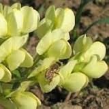 Cream Wild Indigo (Baptisia leucophaea) - Jumbo Wildflower Seed Packet