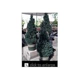 Dwarf Alberta Spruce Tree Two Gallon by Monrovia Growers