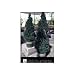 Dwarf Alberta Spruce Tree Two Gallon by Monrovia Growers