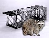Armadillo Trap