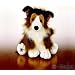 Webkinz Collie