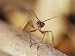 Aggressive Bull Ant in Defensive Posture with Jaws Agape Photographic Poster Print, 2...