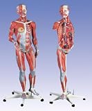 Deluxe Female Muscle Figure Model, 23 part