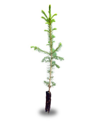 Norway Spruce Small