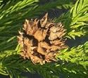 Cryptomeria (Japanese False Cedar), 21-27inch Tree