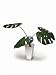 �s�l�H�ϗt�A���E���ԁtMonstera Deliciosa/GR(�����X�e�� �f���V�I�T)